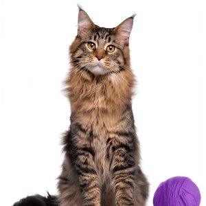 Cat Care & Health Guide by CWP Publishing-0