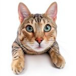 Cat Breeds: A Comprehensive Guide for Cat Lovers-0
