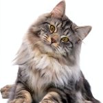 Cat Breeds: A Comprehensive Guide for Kindle-0
