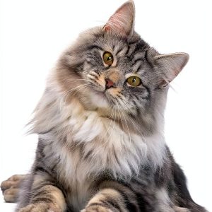 Cat Breeds: A Comprehensive Guide for Kindle-0