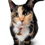 Travel with Pets Cat Guide: 30,000 Mile Cat Book 2 – Kindle Edition-0
