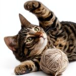 Cat Breeds Kindle eBook by PurrPress – Complete Guide to Feline Care-0