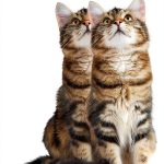 Cat Breeds Kindle Book by ROC Publishing 1st Edition English eBook 122-0