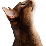 DK Cat Breeds Encyclopedia Kindle Edition Full-Color Guide-0