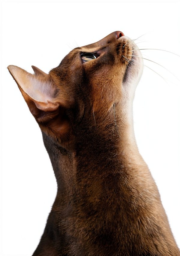 DK Cat Breeds Encyclopedia Kindle Edition Full-Color Guide-0