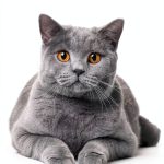 British Shorthair Cat Book 2 of 3 Expertengruppe Kindle Guide-0