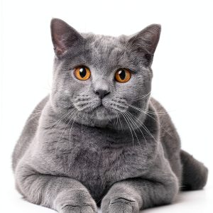 British Shorthair Cat Book 2 of 3 Expertengruppe Kindle Guide-0