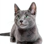 Cat Breeds Book by Hodder and Stoughton Kindle Edition 170-Page Guide-0