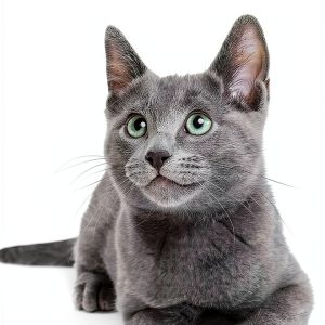 Cat Breeds Book by Hodder and Stoughton Kindle Edition 170-Page Guide-0