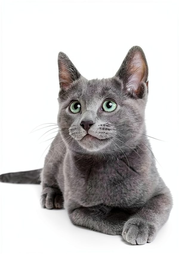 Cat Breeds Book by Hodder and Stoughton Kindle Edition 170-Page Guide-0