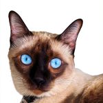 Cat Breeds Guide Kindle Edition by LP Media – 335 Pages, 4.5MB File-0