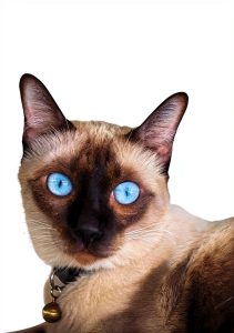 Cat Breeds Guide Kindle Edition by LP Media – 335 Pages, 4.5MB File-0