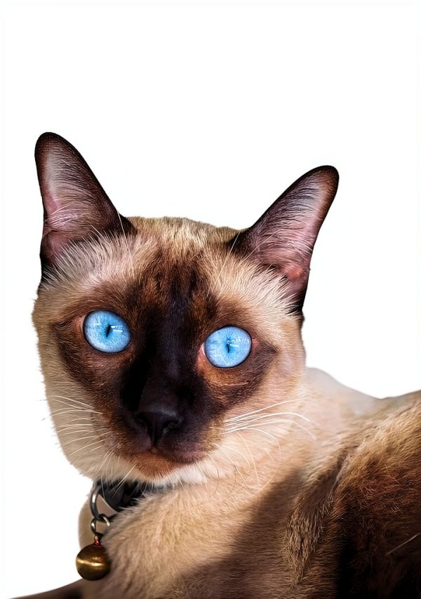 Cat Breeds Guide Kindle Edition by LP Media – 335 Pages, 4.5MB File-0
