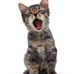 Cat Breeds: A Comprehensive Guide by Viking-0