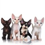 Devon Rex Cat Guide by Expertengruppe Verlag Kindle eBook 207 Pages-0