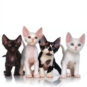 Devon Rex Cat Guide by Expertengruppe Verlag Kindle eBook 207 Pages-0