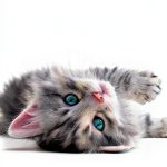 Cat Breeds: A Comprehensive Guide by FurryMuse Publications-0
