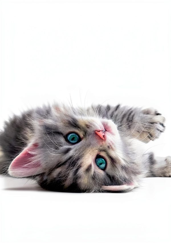 Cat Breeds: A Comprehensive Guide by FurryMuse Publications-0