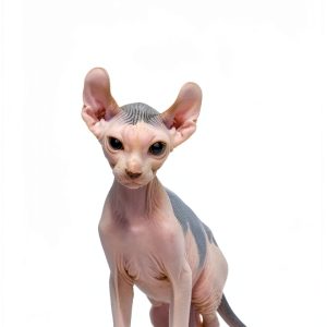 Sphynx Cat Breed Guide by Expertengruppe Verlag-0