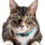Cat Breeds Trivia Kindle Book Amazon Print Replica Edition-0
