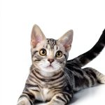 American Shorthair Cat Breed Guide by Expertengruppe Verlag-0