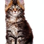 DK Cat Breeds Kindle Book – Complete Illustrated Guide with 255 Pages-0