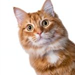 Collins Collective Cat Cozy Mystery Series Book 2-0