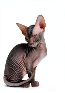 Cat Breeds Encyclopedia Kindle Edition by NRB Publishing 136‑Page-0