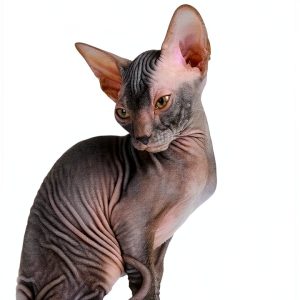 Cat Breeds Encyclopedia Kindle Edition by NRB Publishing 136‑Page-0