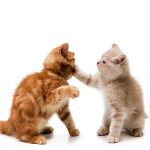 Cat Breeds Kindle Book by Penguin Books – 320‑Page Illustrated Guide-0