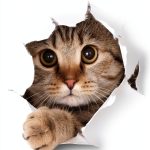 Furry Muse Publications Kindle Edition Cat Breeds Guide-0