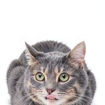 Cat Breeds 4th Edition by Vet Wise Publishing-0